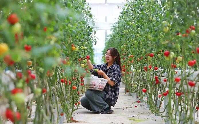 How and when to plant tomatoes!